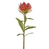 CTW Home Collection Box of 2 Artificial Protea Pincushion Flower Picks